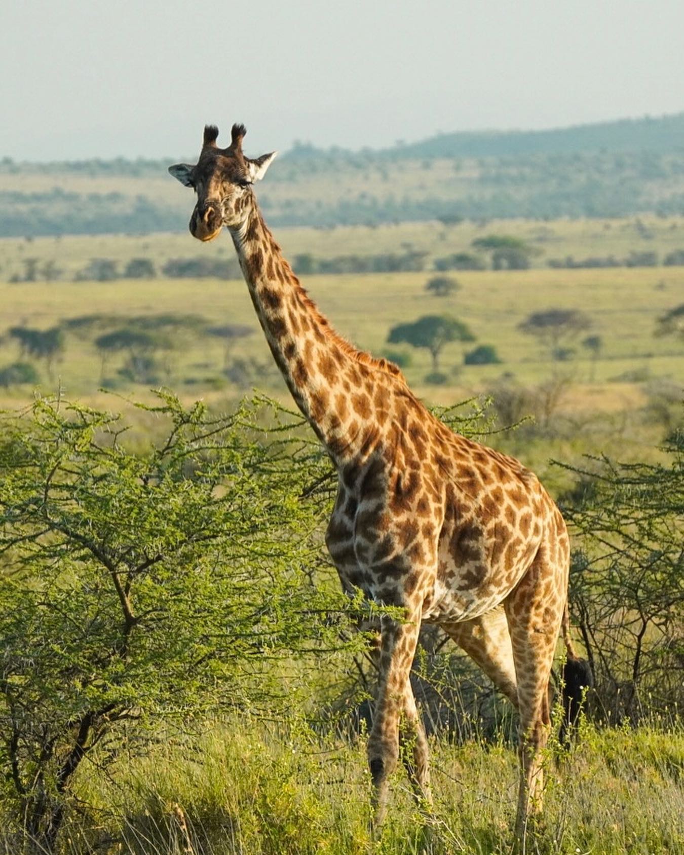 5 Days Serengeti Safari